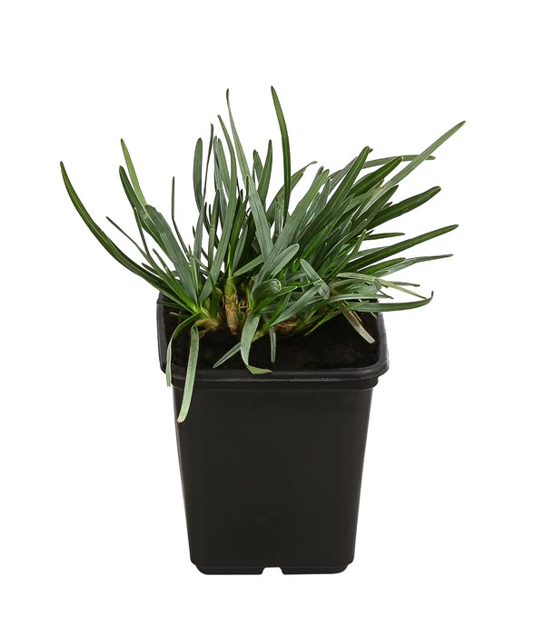 Moor-Blaugras 1 Moor-Blaugras