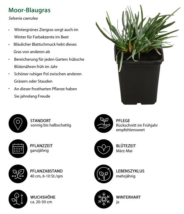 Moor-Blaugras 2 Moor-Blaugras – Bild 2