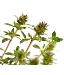 Bodendeckerthymian -Gardena Store 8365306 WE DE 001 ThymianThymusRotundifoliusT9Dehner