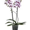 Schmetterlingsorchidee - Phalaenopsis Cultivars 'King Car Dalmatian'