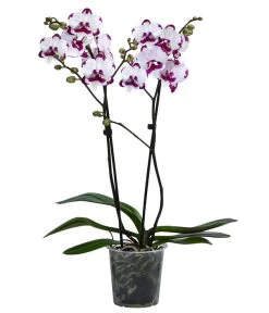 Schmetterlingsorchidee - Phalaenopsis Cultivars 'King Car Dalmatian'