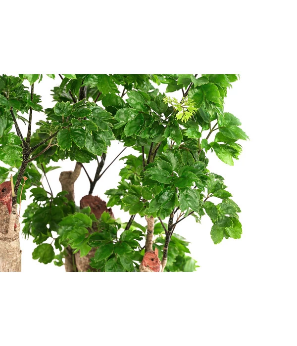 Fiederaralie - Polyscias Roble, Hydrokultur 2 Fiederaralie - Polyscias Roble, Hydrokultur – Bild 2