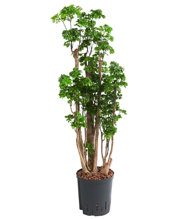 Fiederaralie - Polyscias Roble, Hydrokultur 1 Fiederaralie - Polyscias Roble, Hydrokultur