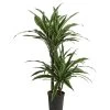 Drachenbaum - Dracaena Deremensis, Hydrokultur