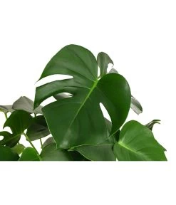 Fensterblatt - Monstera Deliciosa, Hydrokultur -Gardena Store 8416802 WE DE 001 MonsteraDeliciosa2erHydroT18 19FensterblattDehnerExpressHerzig