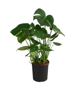 Fensterblatt - Monstera Deliciosa, Hydrokultur