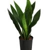 Bogenhanf - Sansevieria Trifasciata 'Jade', Hydrokultur