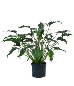 Baumfreund - Philodendron Cultivars 'Xanadu', Hydrokultur