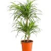 Drachenbaum - Dracaena Reflexa 'Anita'