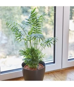 Seramis Spezialsubstrat Für Palmen, 7 L -Gardena Store 8475907 WE MO 004 SeramisPalmenGranulat7L