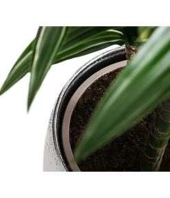 Drachenbaum - Dracaena 'White Stripe', In Keramik -Gardena Store 8478075 WE DE 003 DracaenaDeremensisWhiteStripeT21 MonatsangebotMai2022