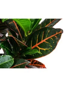 Wunderstrauch - Codiaeum Variegatum 'Petra', In Seegras-Korb -Gardena Store 8478711 WE DE 001 CodiaeumPetrainKorb