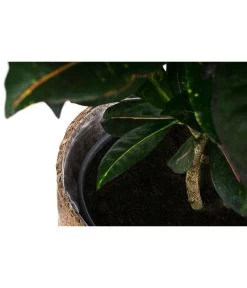 Wunderstrauch - Codiaeum Variegatum 'Petra', In Seegras-Korb -Gardena Store 8478711 WE DE 002 CodiaeumPetrainKorb