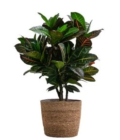 Wunderstrauch - Codiaeum Variegatum 'Petra', In Seegras-Korb