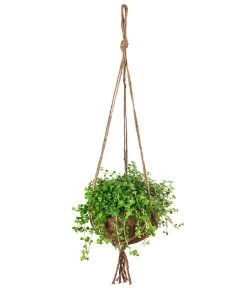 Kokodama-Ampel Kanonierblume - Pilea Depressa