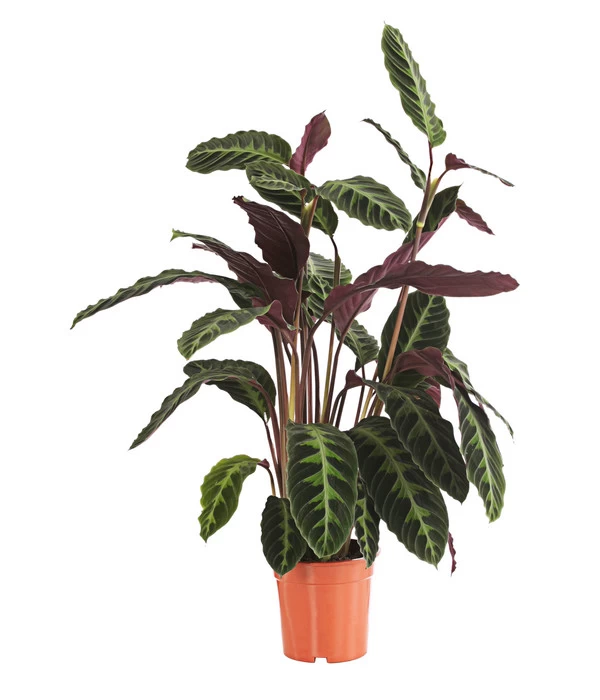 Korbmarante - Calathea Warscewiczii 1 Korbmarante - Calathea Warscewiczii