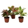 Buntblättriger Kolbenfaden-Set - Aglaonema Commutatum, 3-teilig