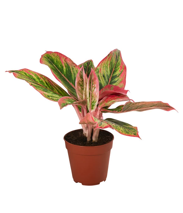 Buntblättriger Kolbenfaden-Set - Aglaonema Commutatum, 3-teilig 2 Buntblättriger Kolbenfaden-Set - Aglaonema Commutatum, 3-teilig – Bild 2