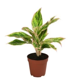 Buntblättriger Kolbenfaden-Set - Aglaonema Commutatum, 3-teilig 6 Buntblättriger Kolbenfaden-Set - Aglaonema Commutatum, 3-teilig -Gardena Store 8561581 WE FS 003 Aglaonema3SetT12