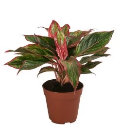 Buntblättriger Kolbenfaden-Set - Aglaonema Commutatum, 3-teilig 7 Buntblättriger Kolbenfaden-Set - Aglaonema Commutatum, 3-teilig -Gardena Store 8561581 WE FS 004 Aglaonema3SetT12