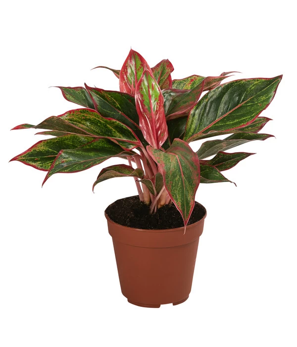 Buntblättriger Kolbenfaden-Set - Aglaonema Commutatum, 3-teilig 4 Buntblättriger Kolbenfaden-Set - Aglaonema Commutatum, 3-teilig – Bild 4