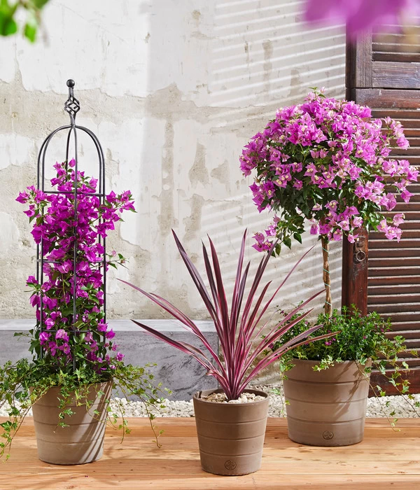 Drillingsblume, Stämmchen 3 Drillingsblume, Stämmchen – Bild 3