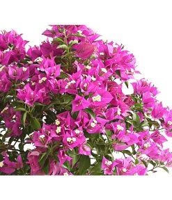 Drillingsblume, Stämmchen 7 Drillingsblume, Stämmchen -Gardena Store 8583700 WE DE 001 BougainvilleaStammT20DrillingsblumeDehnerExpressHerzig