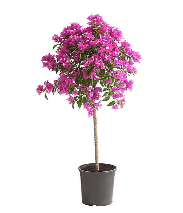 Drillingsblume, Stämmchen 1 Drillingsblume, Stämmchen