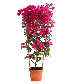 Drillingsblume 'Renate', Spalier