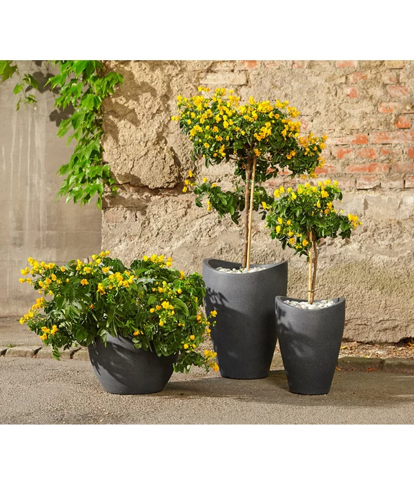 Gewürzrinde, Busch 4 Gewürzrinde, Busch – Bild 4