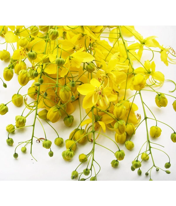 Gewürzrinde, Busch 2 Gewürzrinde, Busch – Bild 2