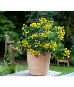 Gewürzrinde, Busch 7 Gewürzrinde, Busch -Gardena Store 8584153 PR MO 001 CassiaSennaGewuerzrindeTerrakottaTopfRund3tlg