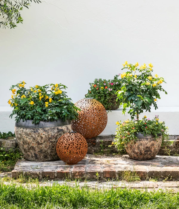 Gewürzrinde, Busch 5 Gewürzrinde, Busch – Bild 5