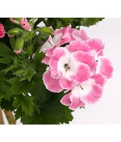 Edelgeranie, Stämmchen -Gardena Store 8585275 PR DE 001 EdelpelargonienStammT19DehnerExpressHerzig