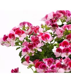 Edelgeranie, Stämmchen -Gardena Store 8585275 PR DE 001 EdelpelargonienStammT19OWDehnerExpressHerzig