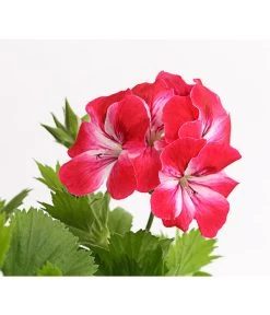 Edelgeranie, Stämmchen -Gardena Store 8585275 PR DE 003 EdelpelargonienStammT19DehnerExpressHerzig