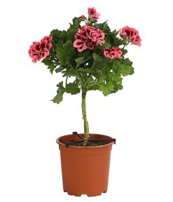 Edelgeranie, Stämmchen -Gardena Store 8585275 PR FS 002 EdelpelargonienStammT19DehnerExpressHerzig
