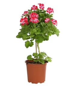 Edelgeranie, Stämmchen -Gardena Store 8585275 PR FS 003 EdelpelargonienStammT19DehnerExpressHerzig