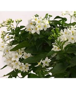 Jasminblütiger Nachtschatten, Herz -Gardena Store 8585994 PR DE 001 SolanumJasminoidesSommerjasminHerzKleinT17DehnerExpressHerzig