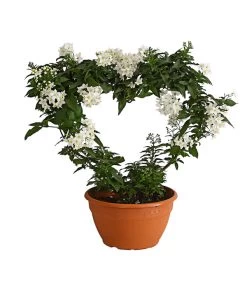 Jasminblütiger Nachtschatten, Herz