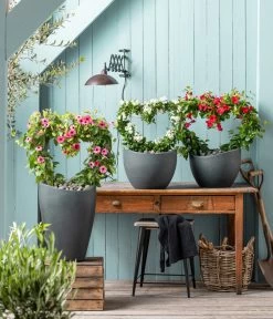 Jasminblütiger Nachtschatten, Herz -Gardena Store 8585994 WE MO 001 NachtschattenSolanumJasmionides