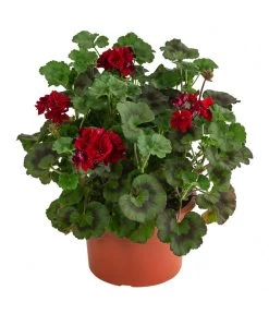 Stehende Geranie, Rot