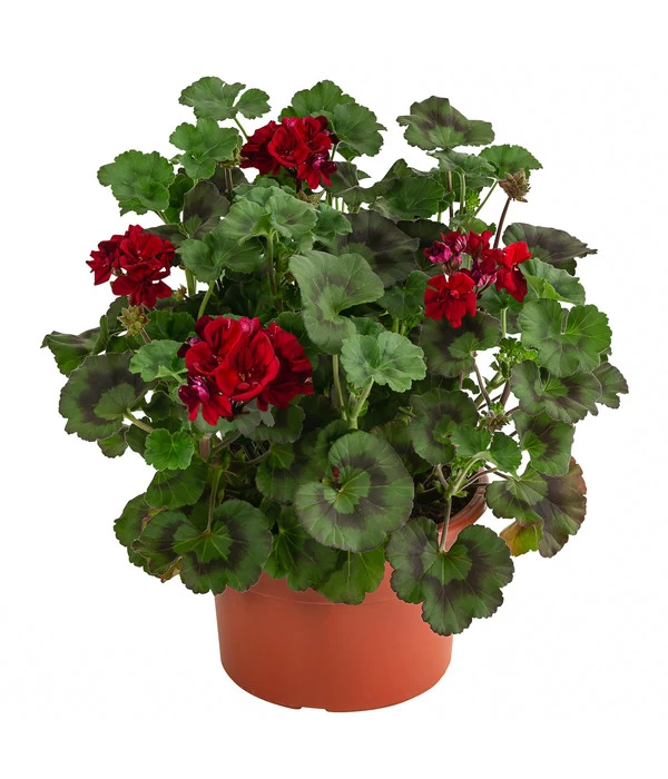 Stehende Geranie, Rot 1 Stehende Geranie, Rot