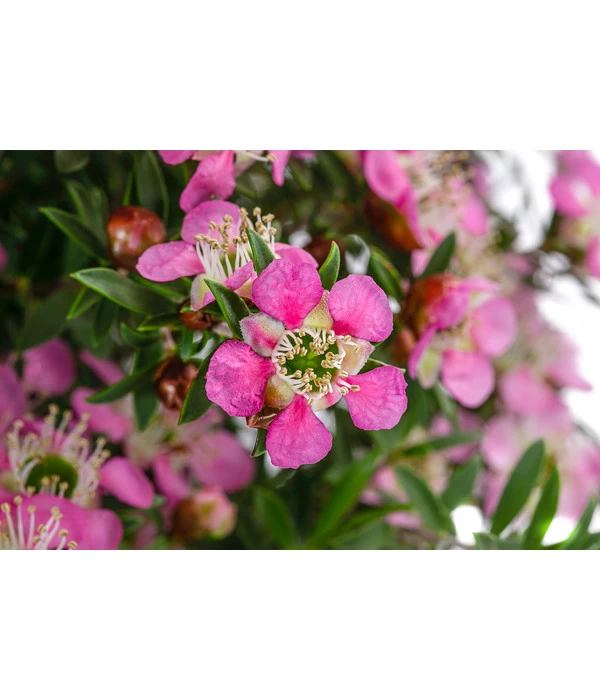 Südseemyrte, Stämmchen 2 Südseemyrte, Stämmchen – Bild 2