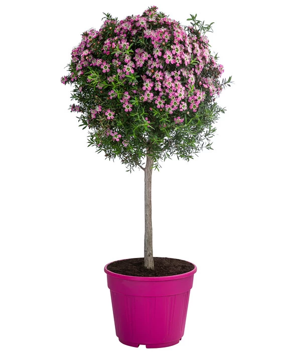 Südseemyrte, Stämmchen 1 Südseemyrte, Stämmchen