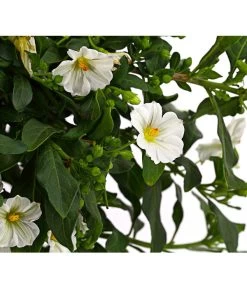 Enzianstrauch, Stämmchen -Gardena Store 8589137 8597171 PR DE 001 SolanumEnzianStamm17DehnerExpressHerzig