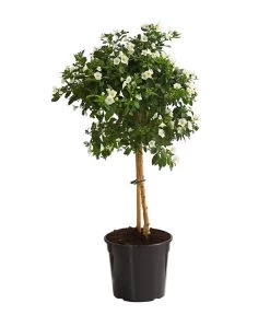 Enzianstrauch, Stämmchen