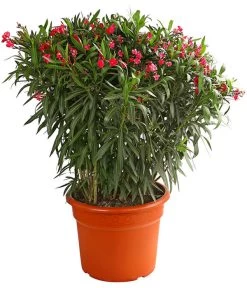 XXL Oleander, Verschiedene Sorten, Ca. 130-150 Cm