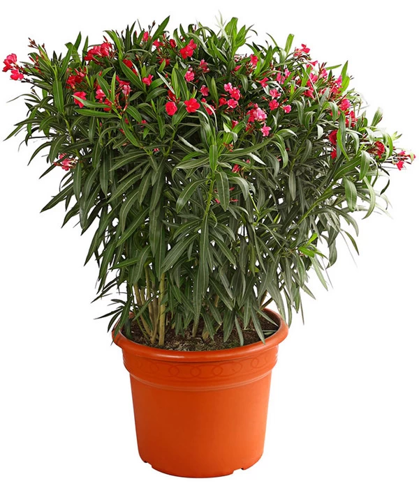XXL Oleander, Verschiedene Sorten, Ca. 130-150 Cm 1 XXL Oleander, Verschiedene Sorten, Ca. 130-150 Cm