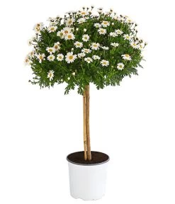 Margerite 'Bofinger', Stämmchen